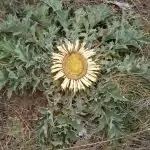 Решетка Carlina acanthifolia