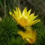 Горицвет Adonis vernalis L.
