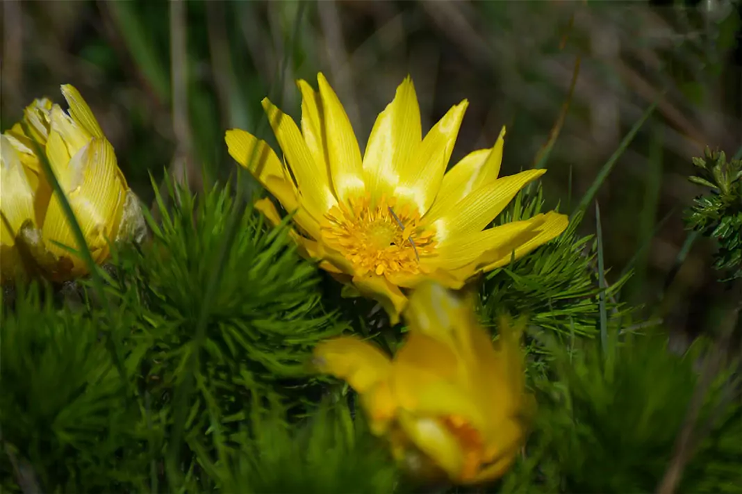 Горицвет Adonis vernalis L.