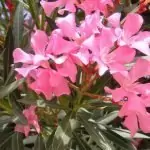 Зокум (олеандър) Nerium oleander L.