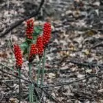 Билки лекуват хемороидите