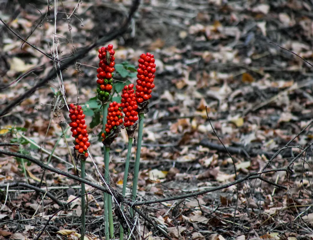 Билки лекуват хемороидите