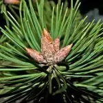 Боров сироп