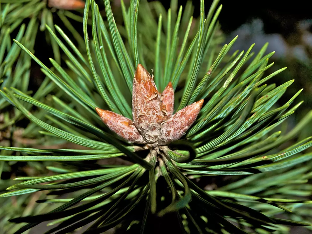 Как да си направим боров сироп