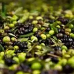 Костилките на маслините