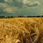 Лечебната сила на покълналото жито