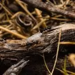 Мравките – как да ги изгоним