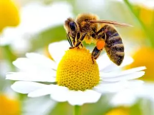 Лечебните свойства на пчелното млечице