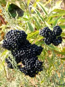 Сироп от Бъзак - 'Зимен елексир' Сироп от Бъзак - 'Зимен елексир'