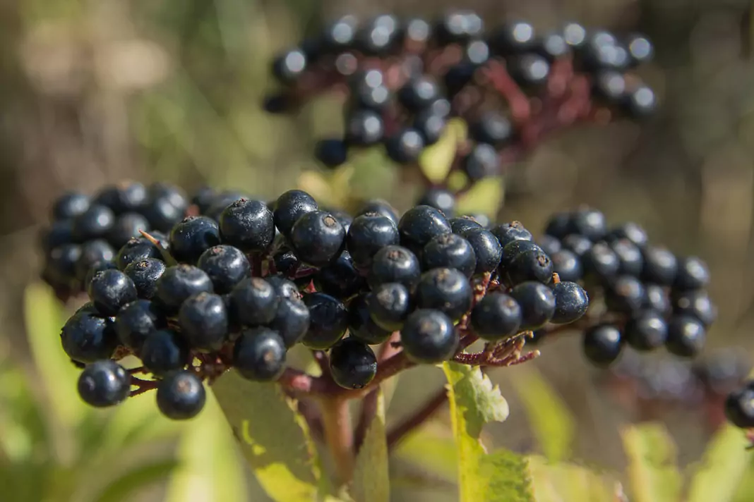 Сироп от Бъзак - 'Зимен елексир'