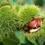 Венец от кестен гони бедите