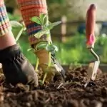 Зеленчуци – внимавайте за пръстта