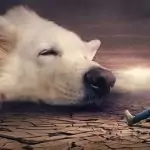 15 малко известни факти за сънищата