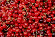 Костилките предсказват бъдещето