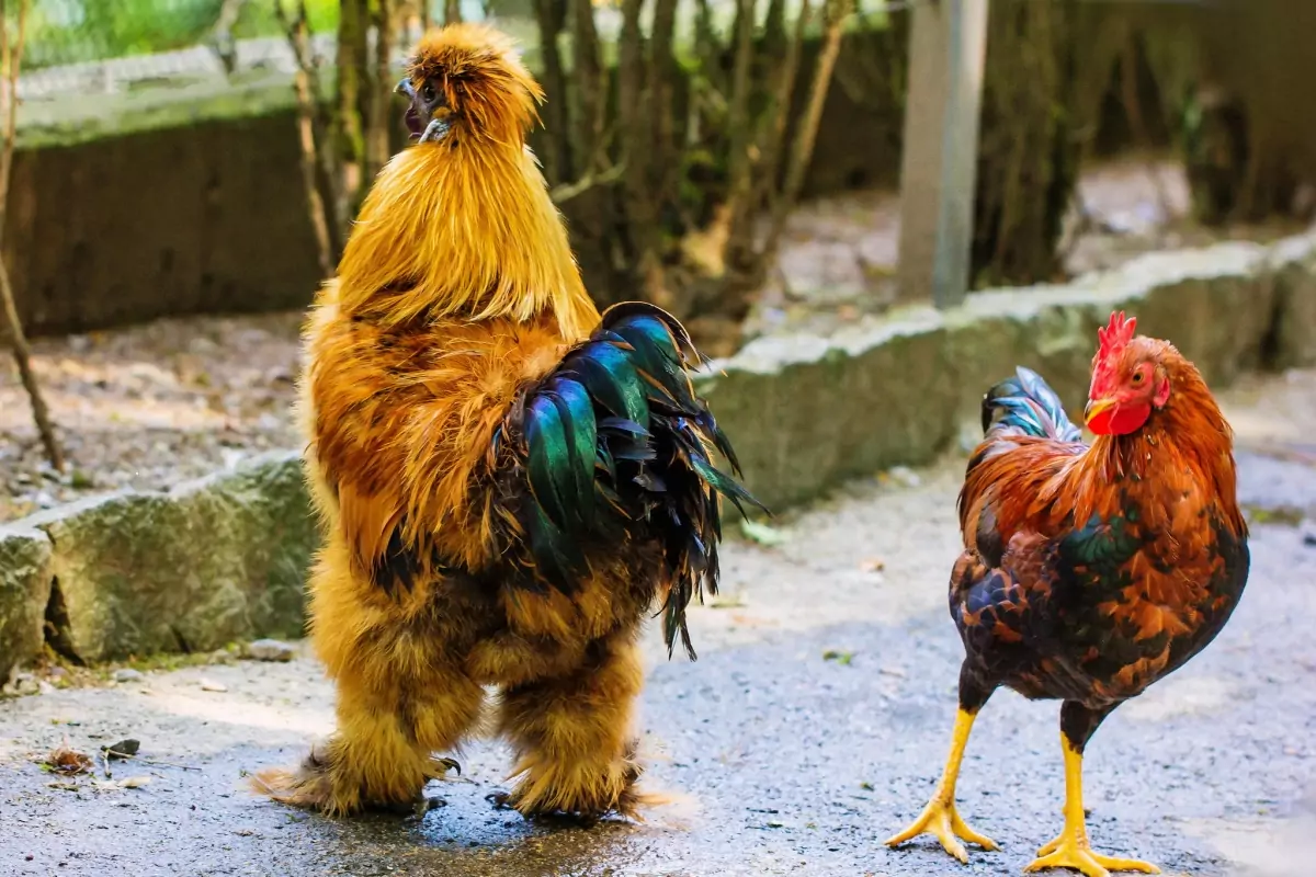 Петльовден