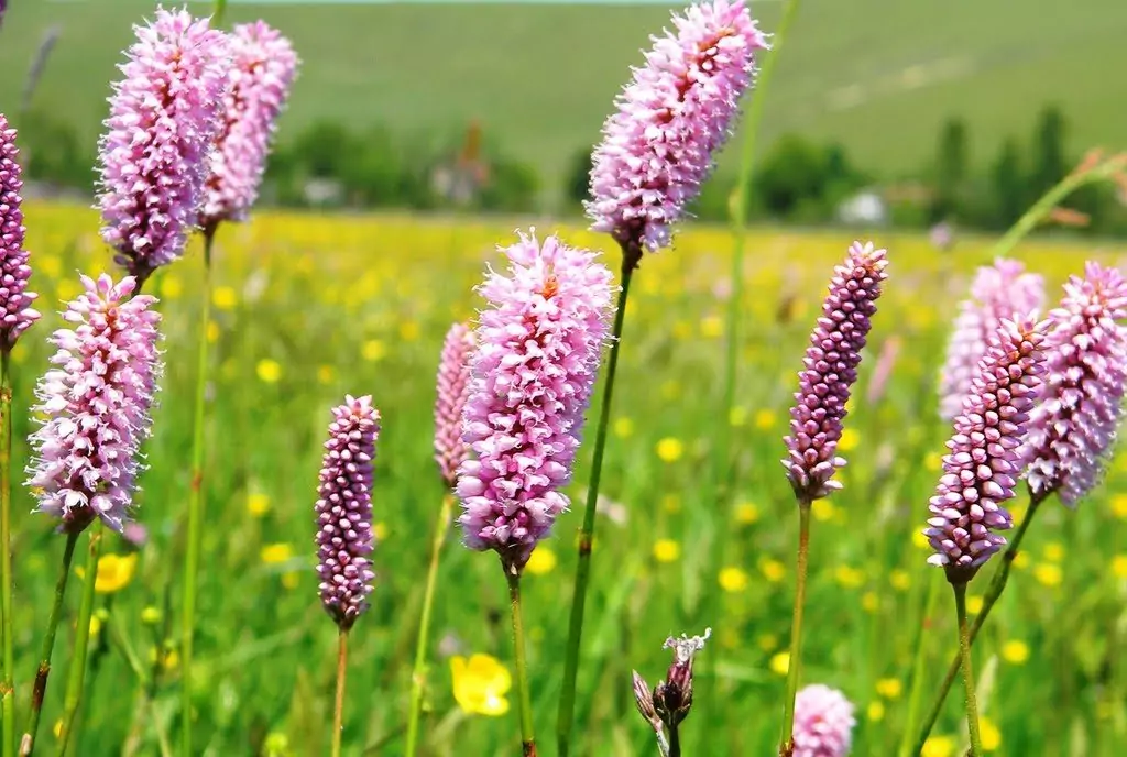 Алое и кървавиче - билки Алое и кървавиче - билки
