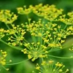 Билково царство