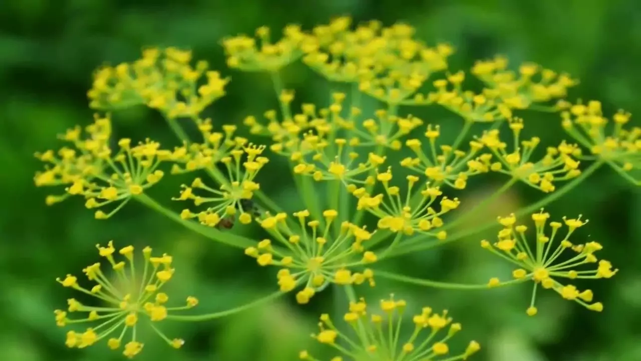 Билково царство