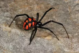 Черният паяк е по-отровен от гърмящата змия