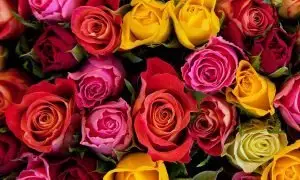 Цветът на розите носи различни послания