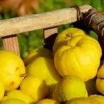 Билки – сиротица, целина, шипка, дюля