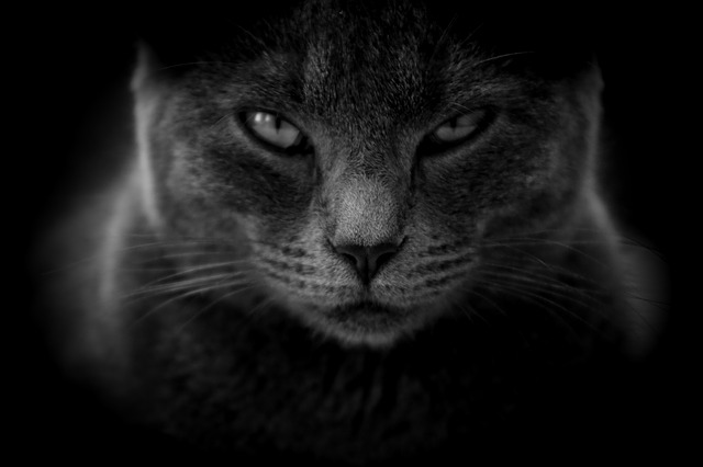 Най-разпространените суеверия - Черна котка да ти пресече пътя