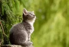 Сънища за котки