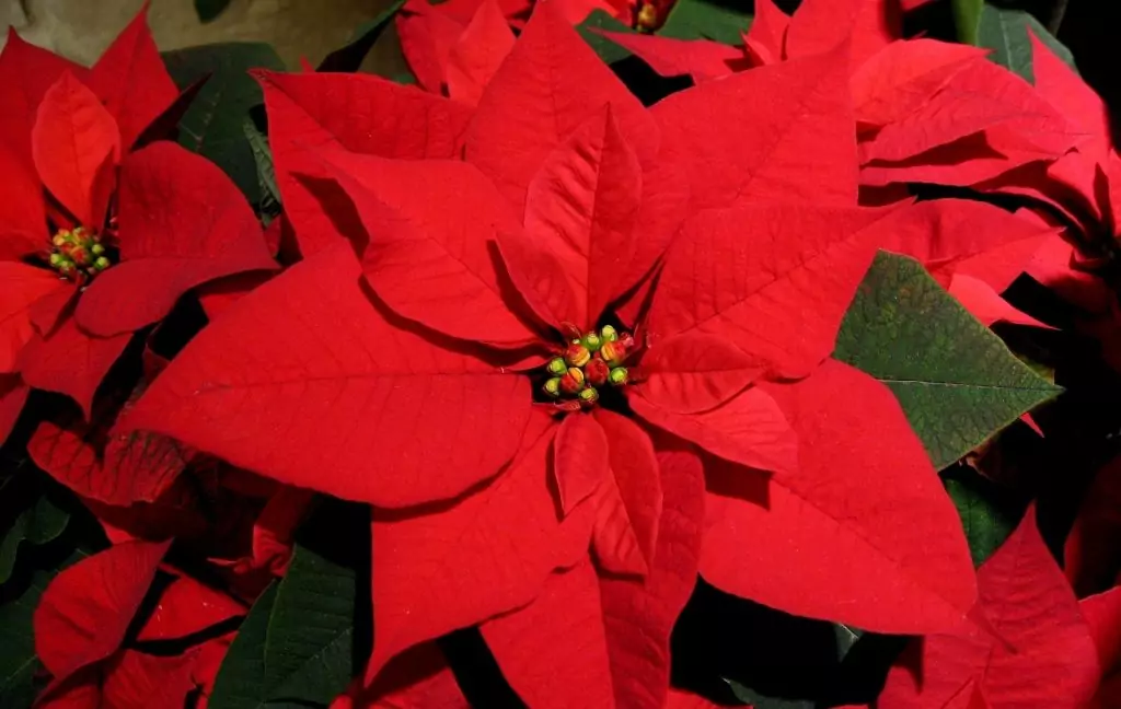 Коледна звезда Коледна звезда