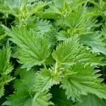 Билки – Коприва и Планинската чубрица