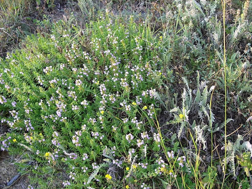 Коприва и планинска чубрица - билки Коприва и планинска чубрица - билки