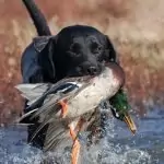 Сънуват ли ловните кучета?