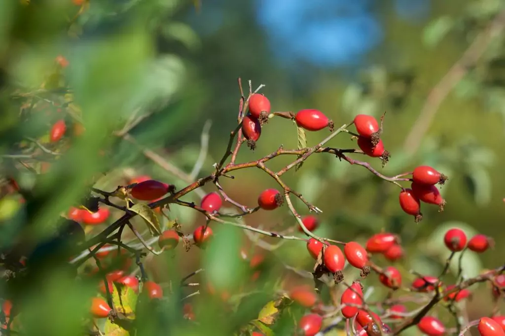 Шипката понижава холестерола Шипката понижава холестерола