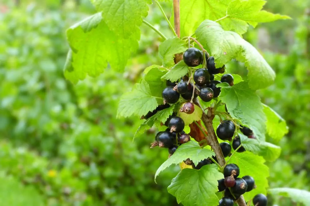 Билкова аптека - касис Билкова аптека - касис