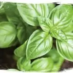 Билкова аптека