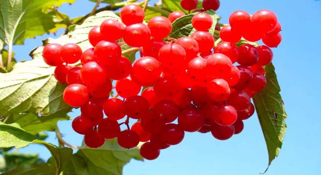 Билкова аптека - калината Билкова аптека - калината