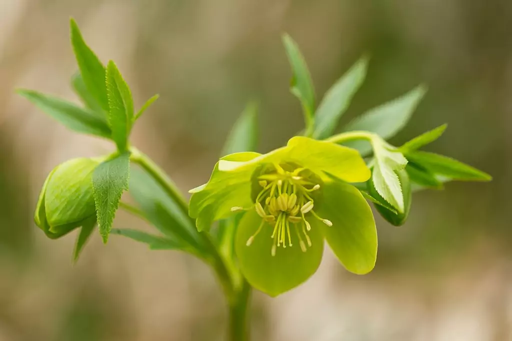 Билкова аптека - кукуряк Билкова аптека - кукуряк