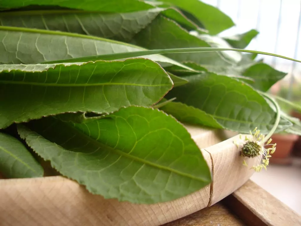 Билкова аптека - лапад Билкова аптека - лапад