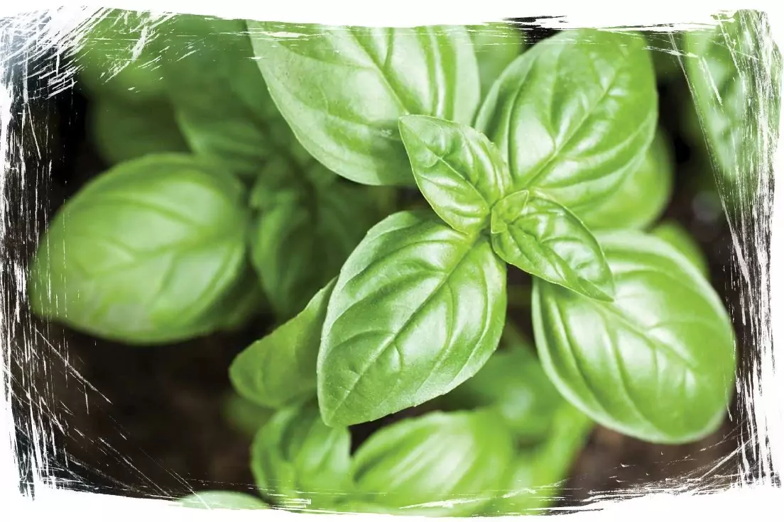 Билкова аптека