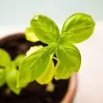 Босилекът помага при импотентност