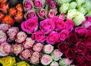 Цветът на розите носи тайнствени послания
