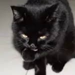 Поверия и суеверия за щастие и нещастие