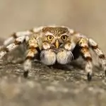 Паяците са древни