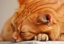 Спящи животни