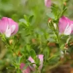 Билки – гръмотрън и дребна върбовка