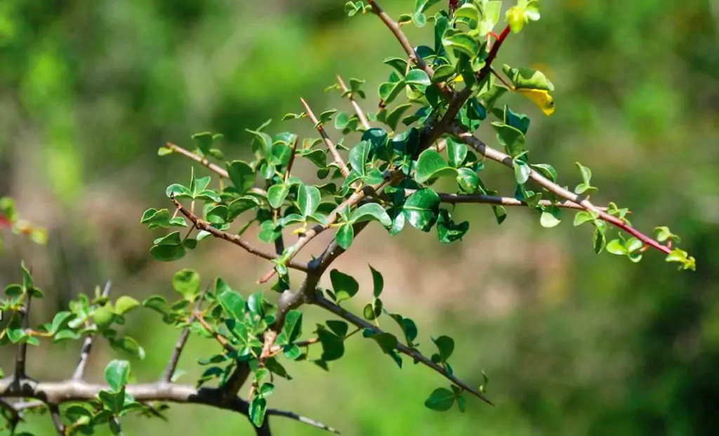 Босвелия -хранителни вещества, които се борят с болката Босвелия -хранителни вещества, които се борят с болката