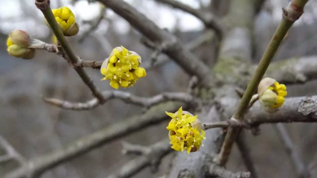 Дърво на живота - дрян