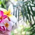 ПЛУМЕРИЯ – божественото цвете на маите