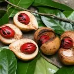 Привлечете парите с Индийско Орехче