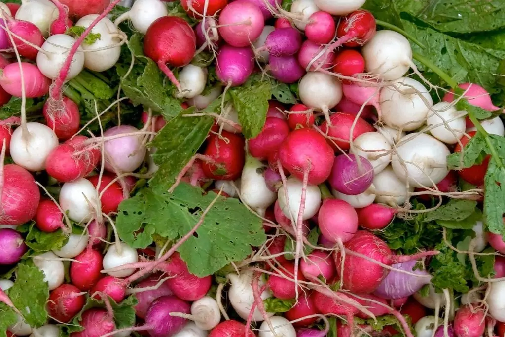 Репички Репички