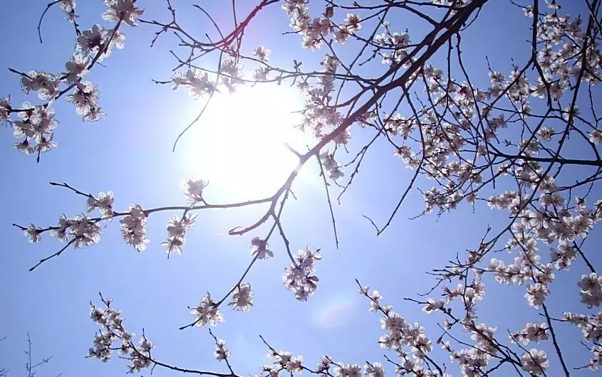 Дърво на живота - слива